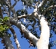 Australia Cairns Plants