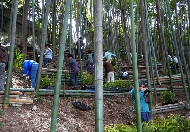 竹林での植樹祭